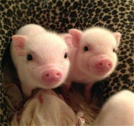 全國(guó)驚現(xiàn)首個(gè)豬價(jià)破 12 省份，羊價(jià)走勢(shì)或緊隨其后