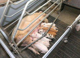 金正恩視察朝鮮人民軍549部隊(duì)養(yǎng)豬工廠，高度關(guān)注黃牛養(yǎng)殖