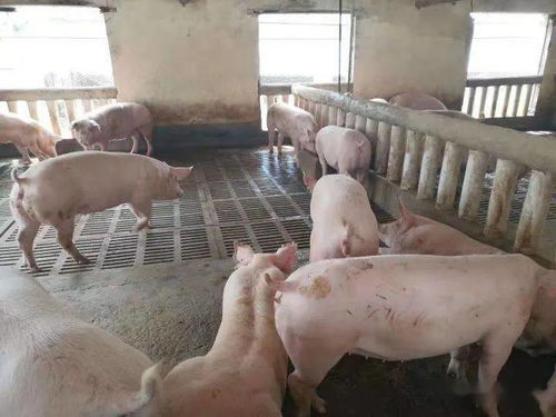 仔豬健壯漲勢(shì)強(qiáng)，新鄉(xiāng)大北農(nóng)產(chǎn)品來(lái)幫忙